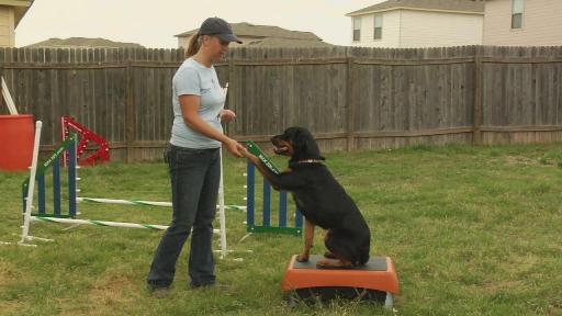 dog-training-trick2.jpg