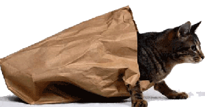 idioms-cat-out-of-the-bag.gif