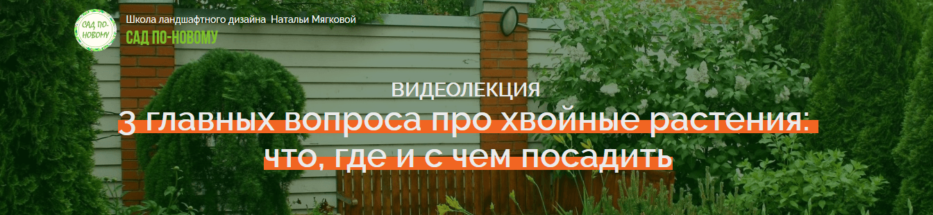 [Наталья_Мягкова]_3_главных_вопроса_про_хвойные_растения.png