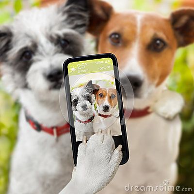 selfie-dogs-couple-dog-taking-together-smartphone-40248448.jpg